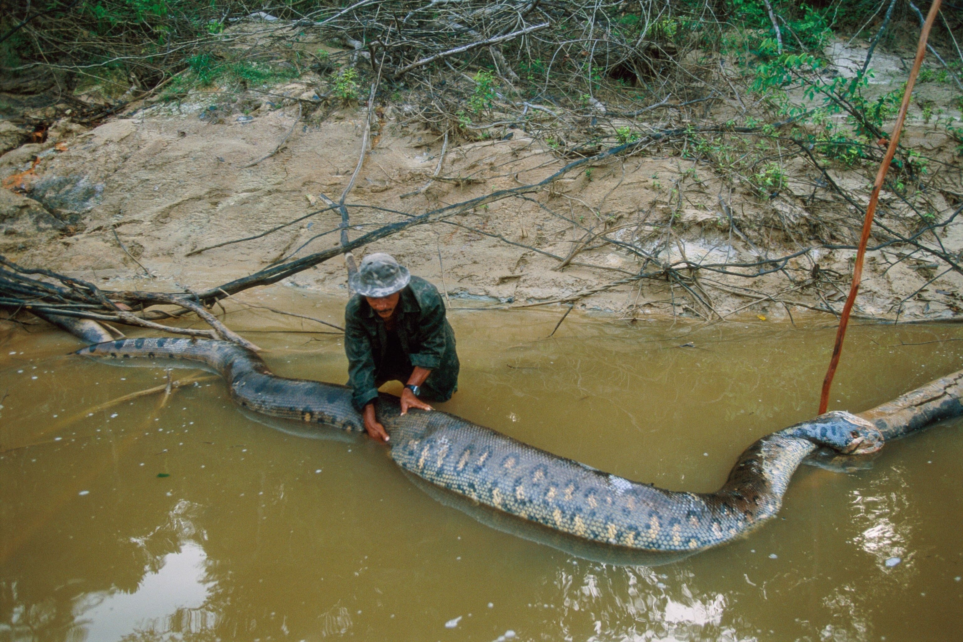 Крокодил самый опасный речной. Река Амазонка змея Анаконда. Анаконда в Амазонке. Анаконда в джунглях амазонки.