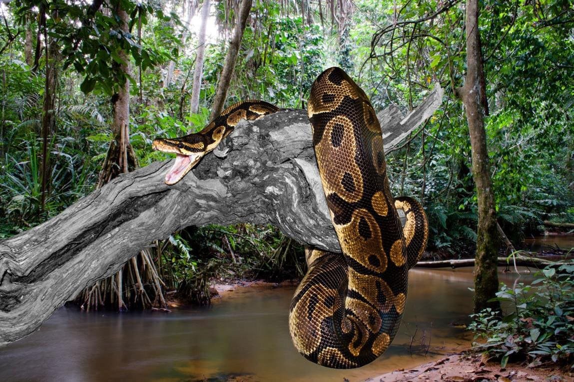 Южная Америка Амазонка Анаконда