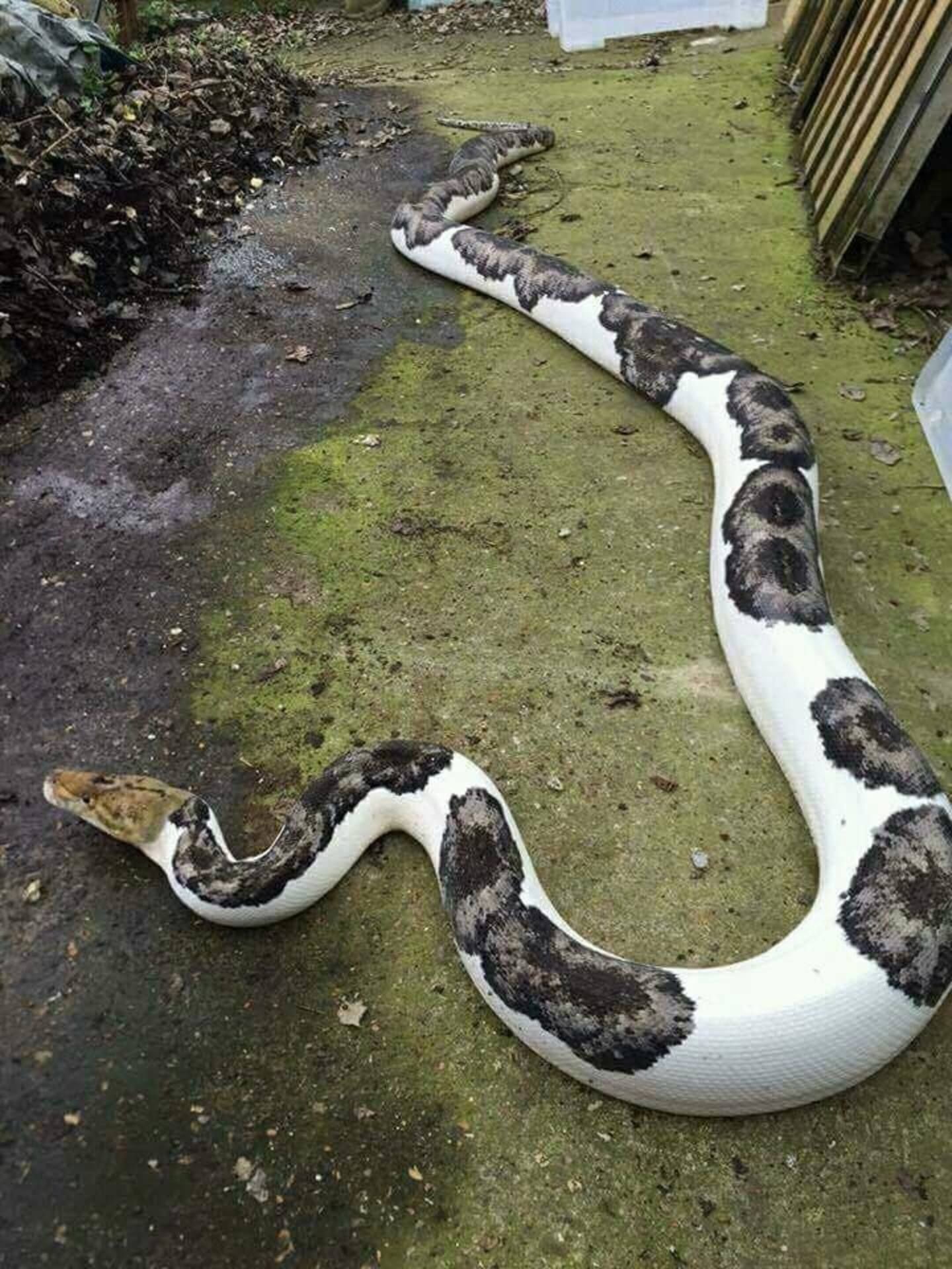Змея питон большой