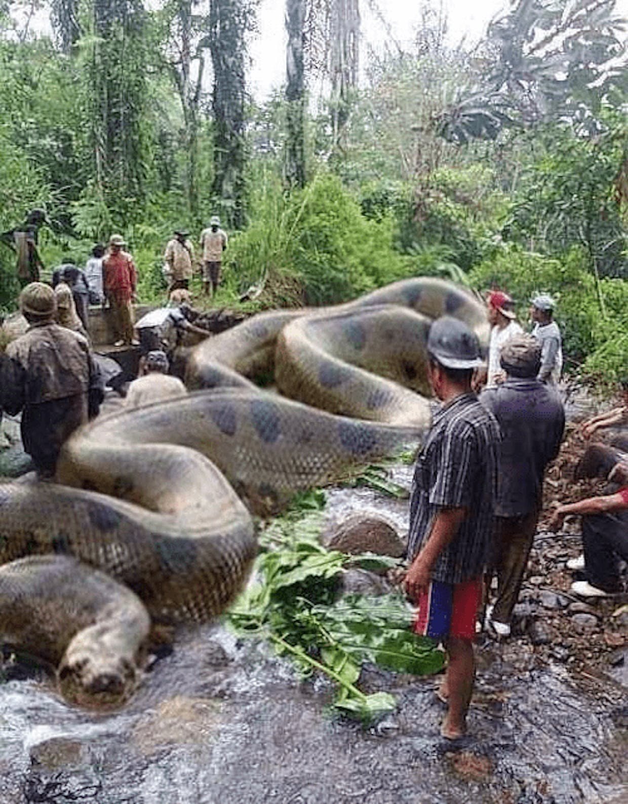 Сколько метров анаконда. Самая большая Анаконда река Амазонка. Анаконда змея. Большая змея Анаконда в Амазонке. Самая большая Анаконда 41м.