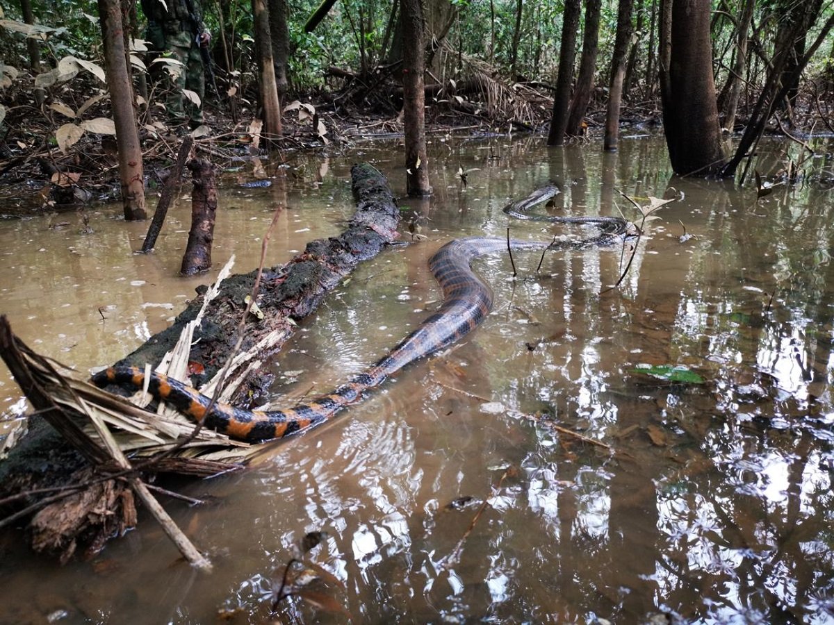 Duroia hirsuta дерево