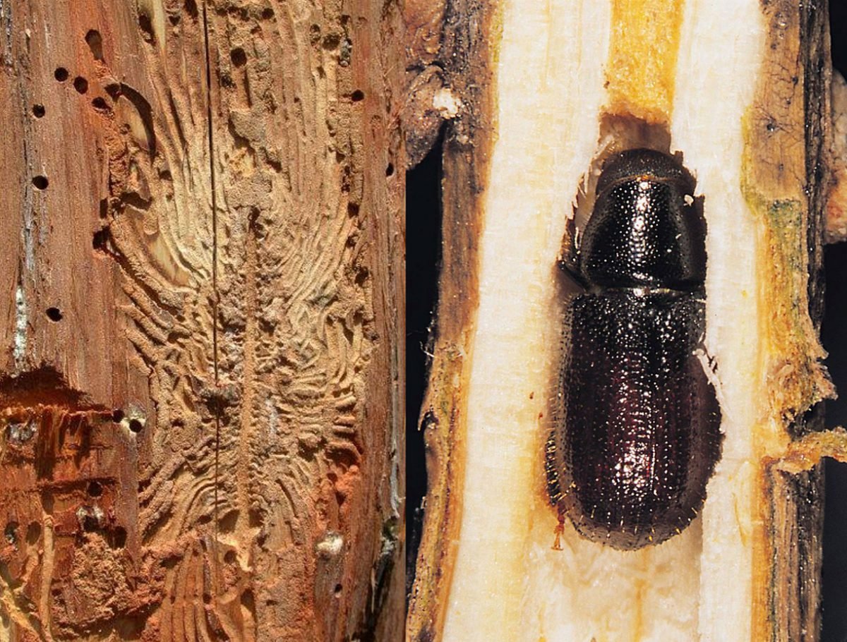 Жук древоточец долгоносик