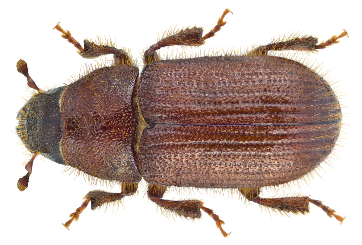 Короед Жук древоточец