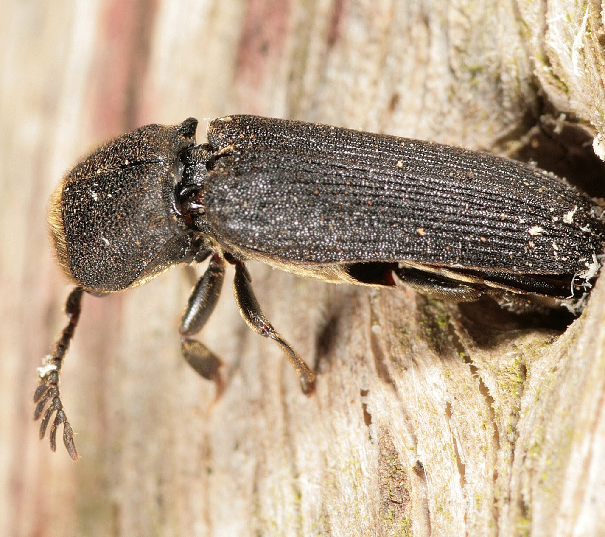 Жук древоточец
