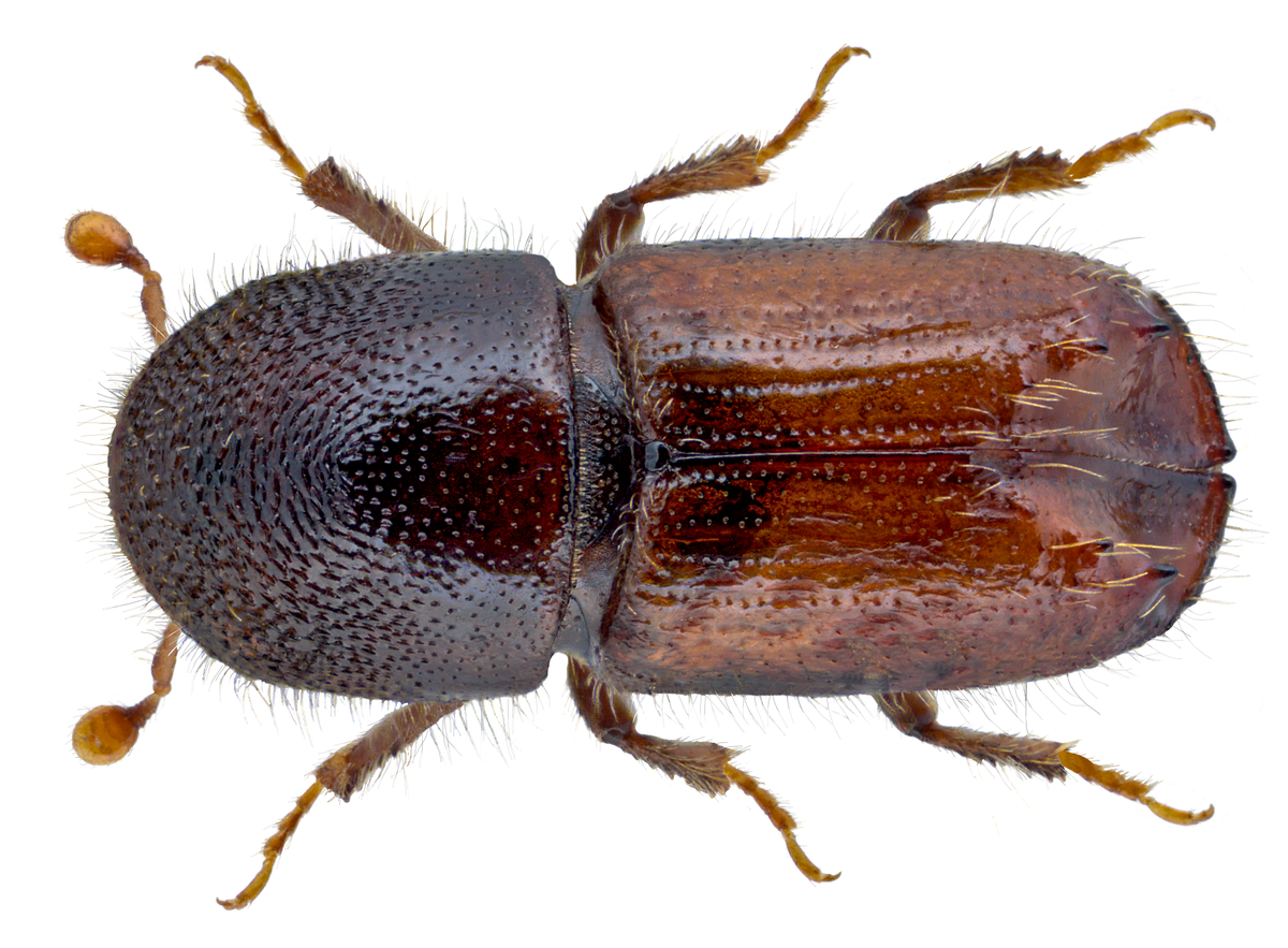 Короед лубоед