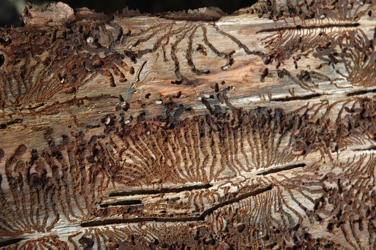 Жук Точильщик личинки