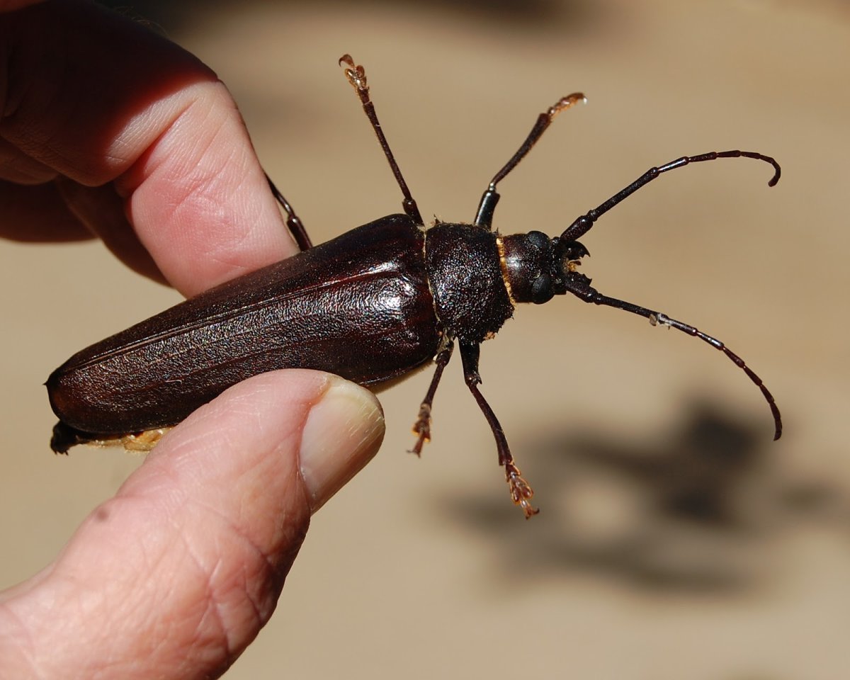 Короед Жук древоточец