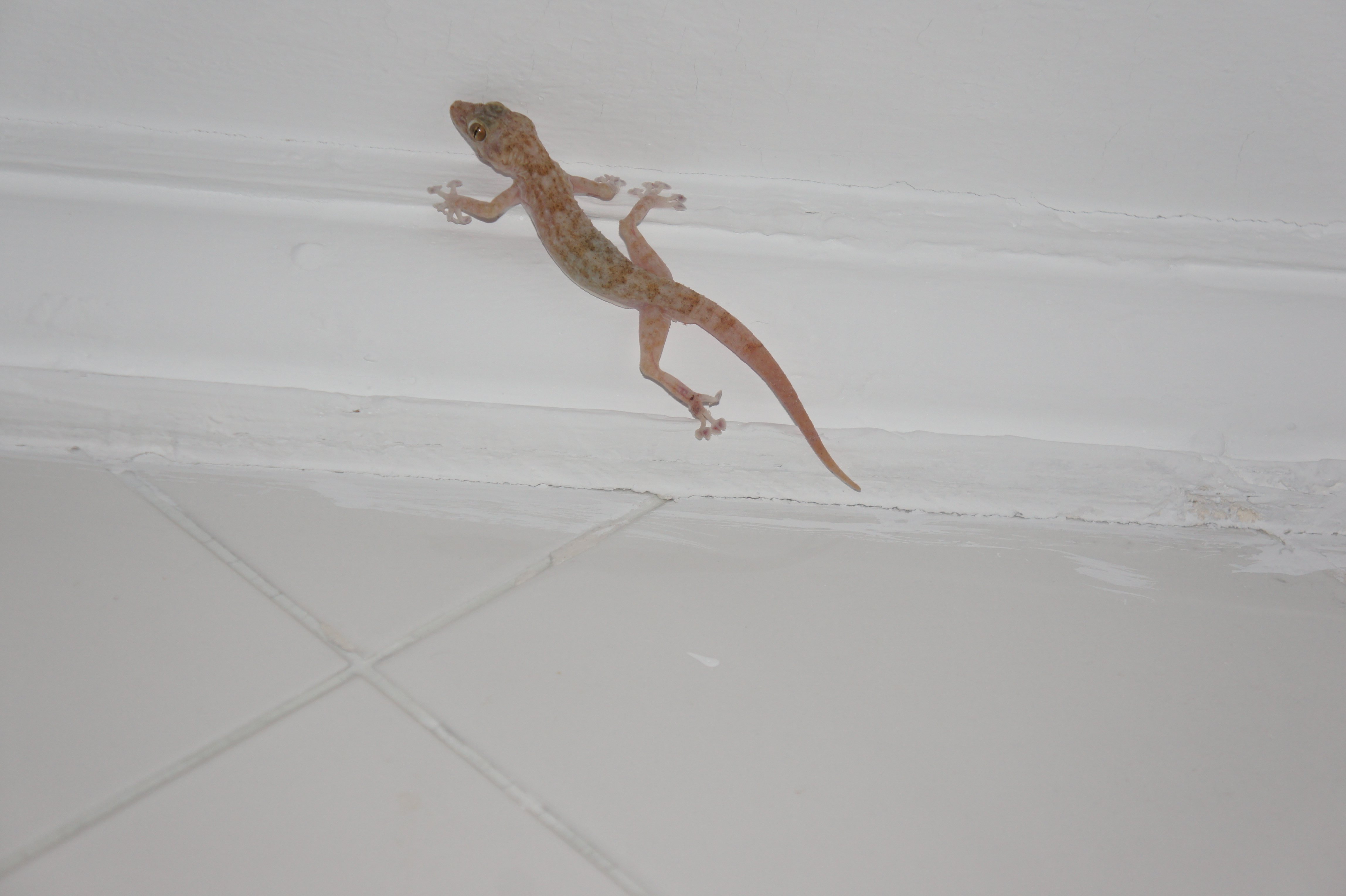 Маленькая ящерица бегающая по стенам. Геккон на стене. Ящерица которая лазает по стенам. Ящерка по стене. Геккон на потолке.