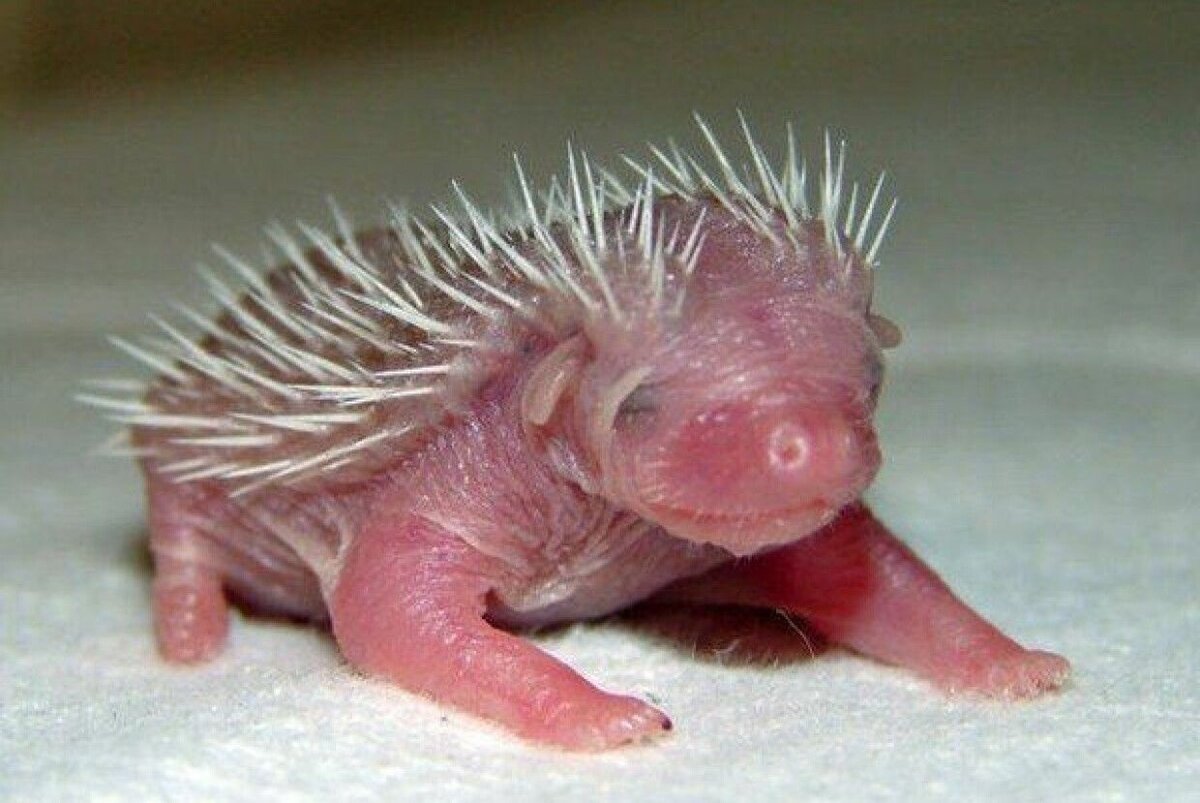 Хохлатый Дикобраз дикобразовые