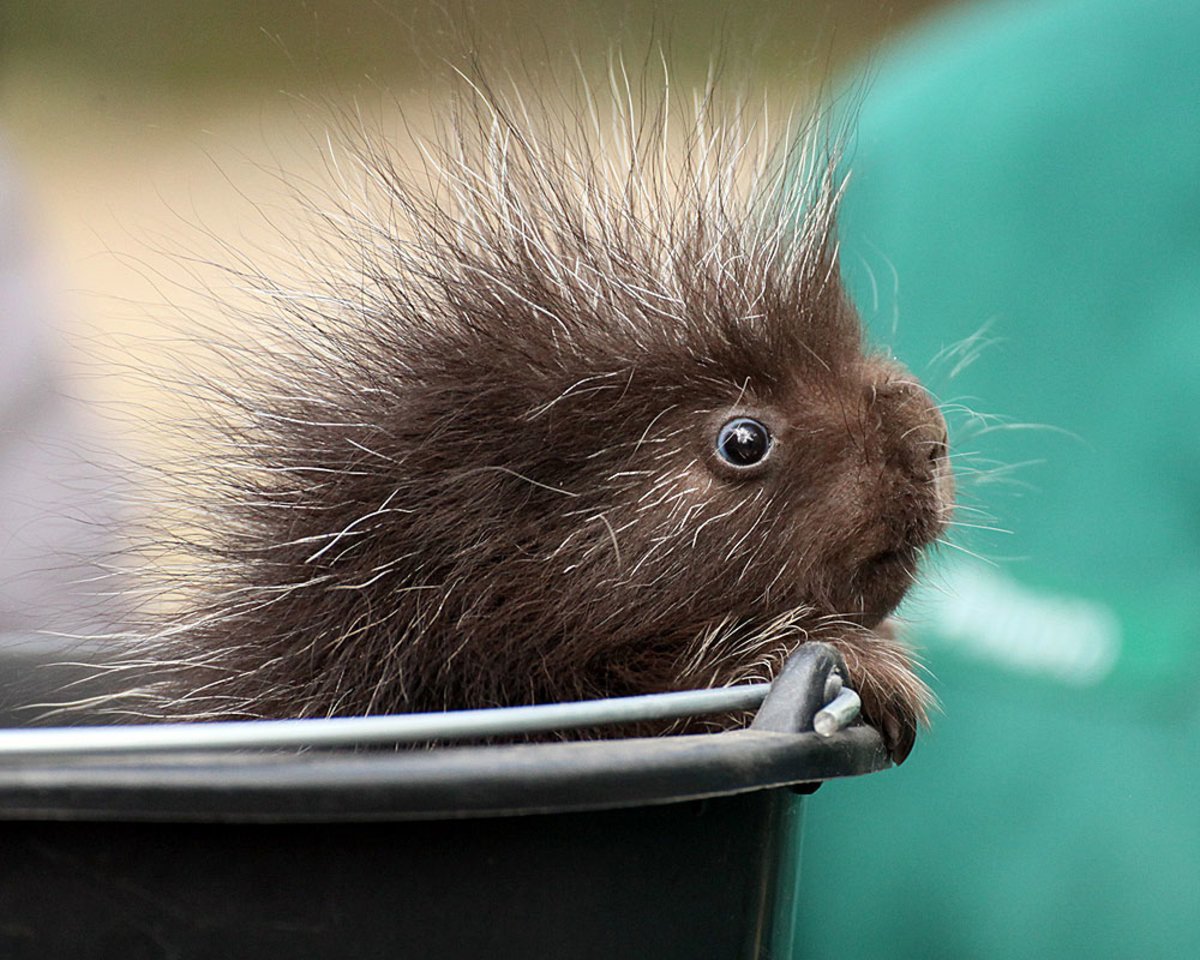 Дикобраз и Ежик