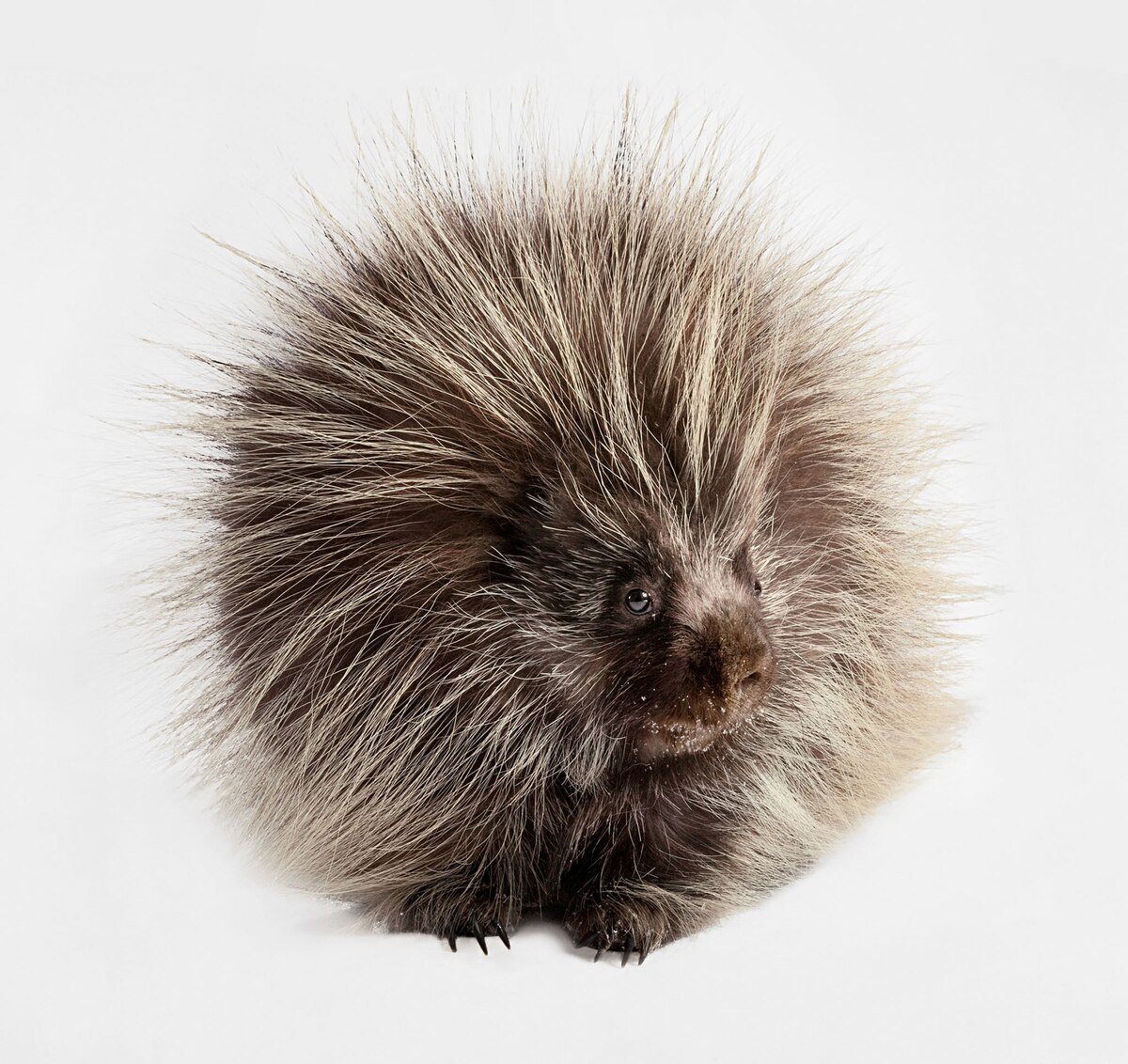 Американский Дикобраз