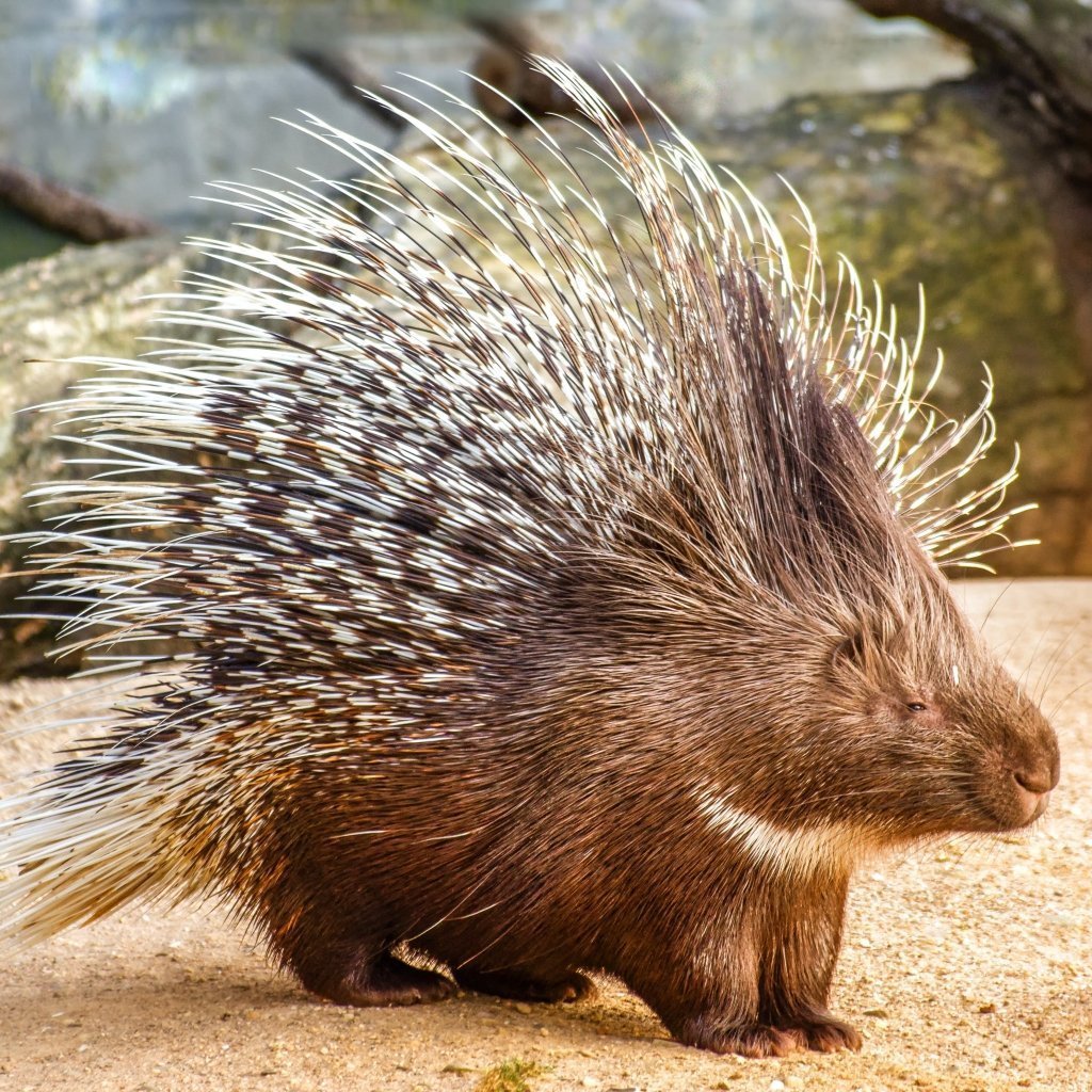 Ежиные лапы