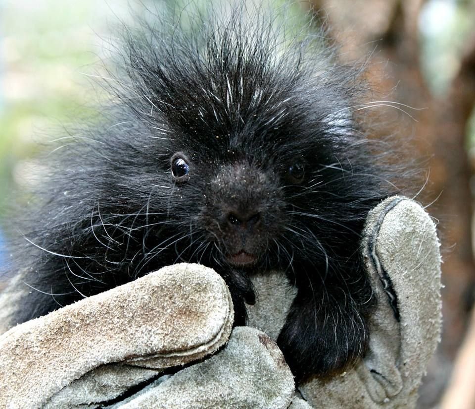 Суматранский Дикобраз