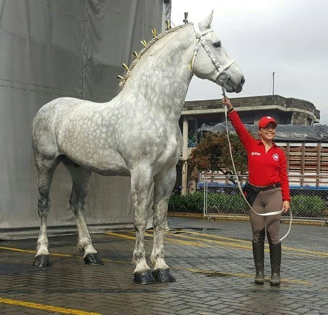 Башкирская порода лошадей