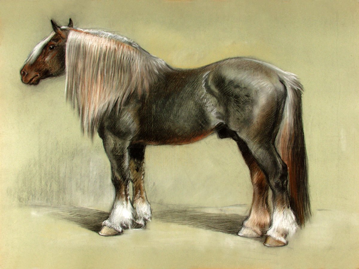 Лошадь тяжеловоз Битюг