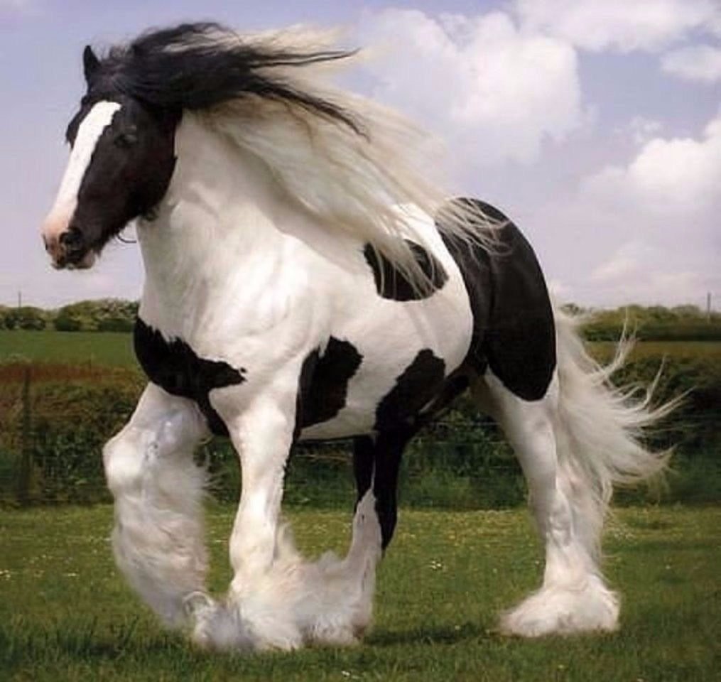 Лошади породы Шайр