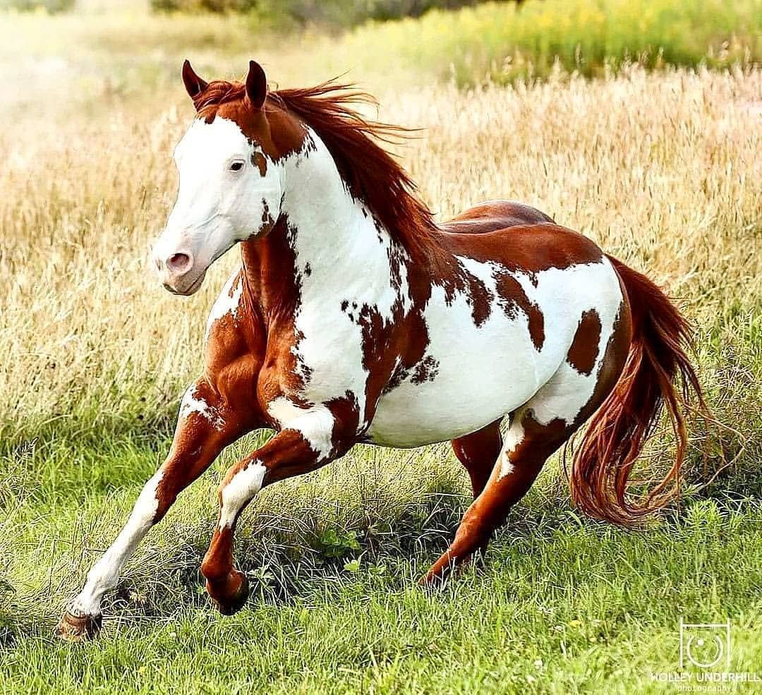 Лошадь упряжь броня