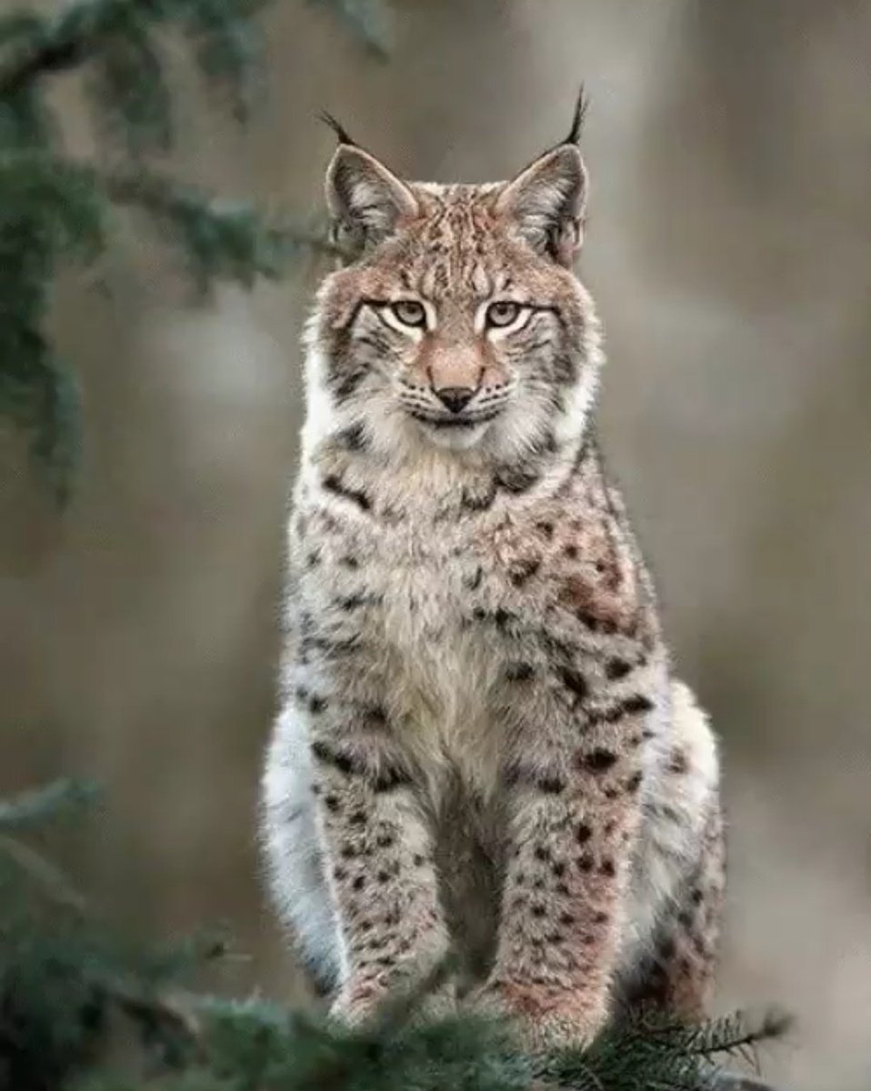 Гималайская Рысь