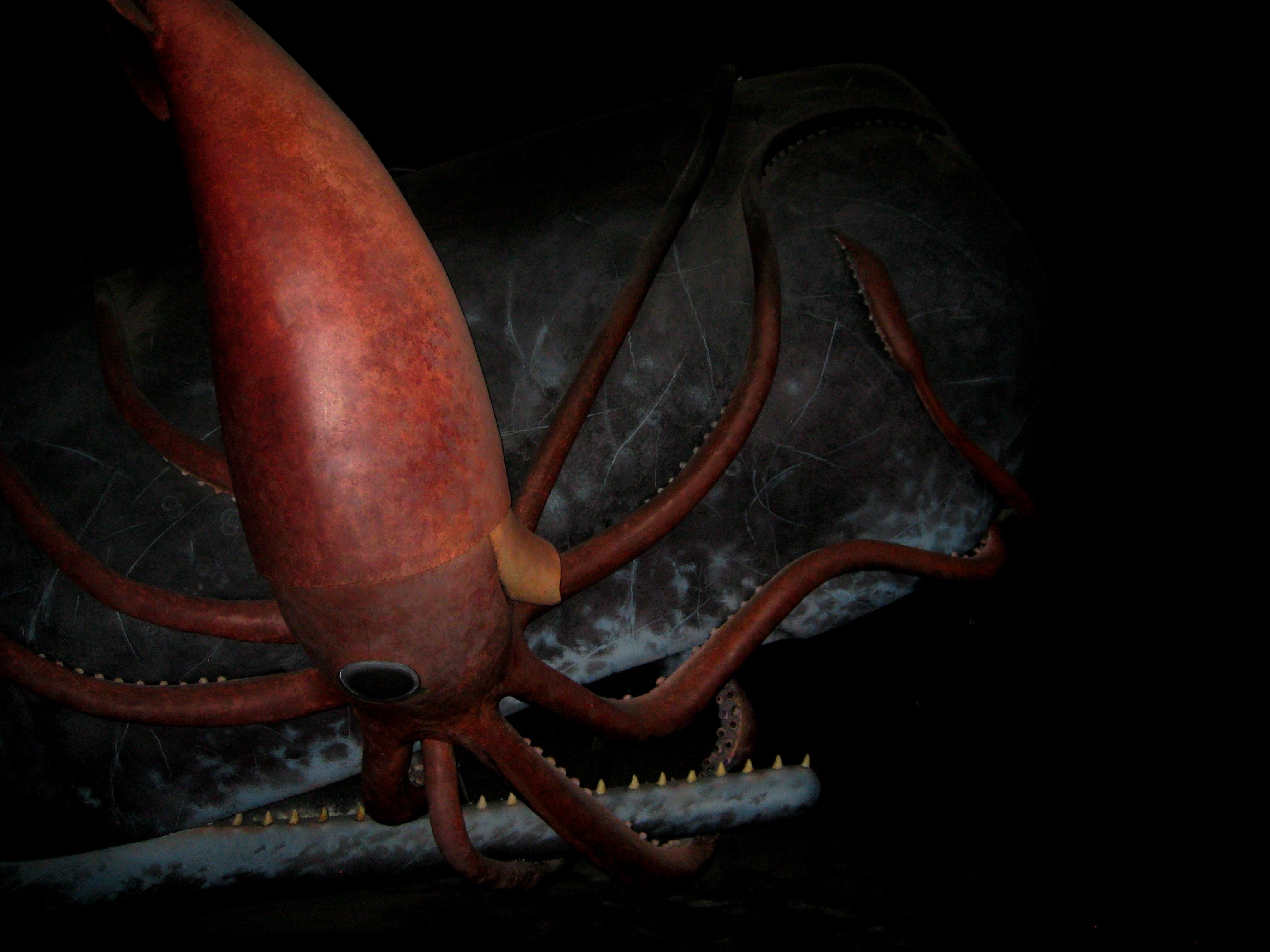 Глубоководный кальмар размеры. Гигантский кальмар Кракен. Гигантский кальмар Архитеутис. Гигантские кальмары и Кашалоты.