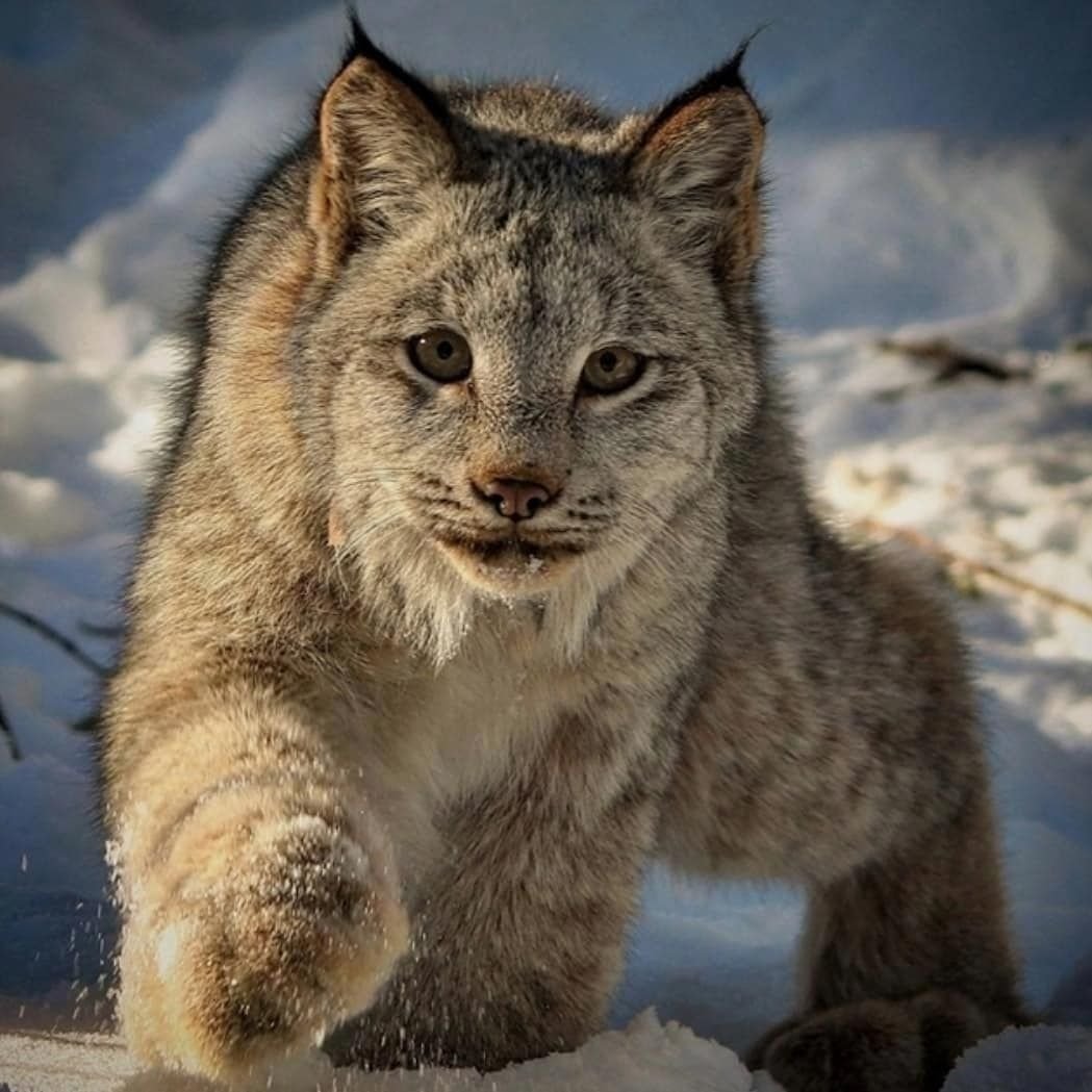 Якутская Рысь