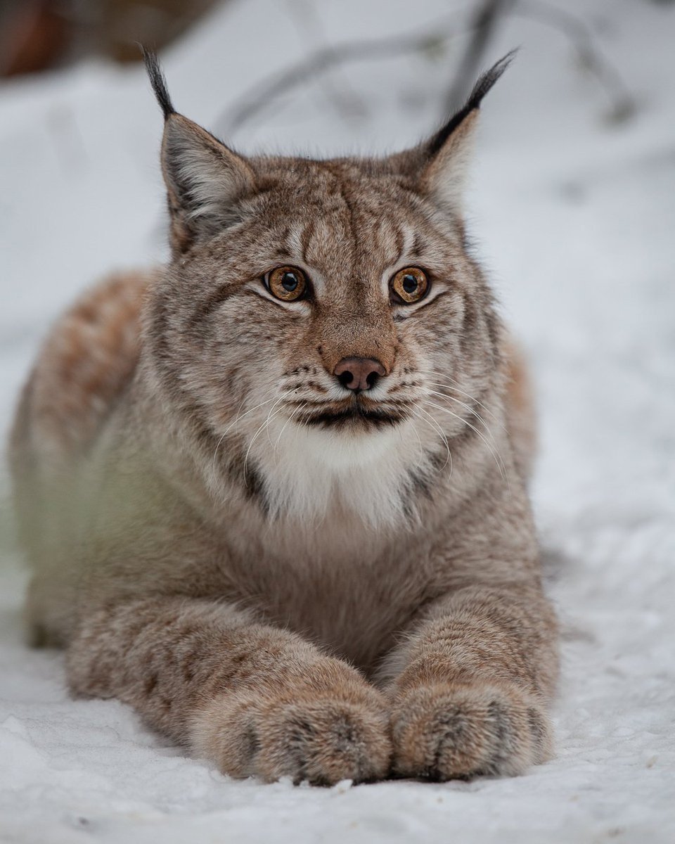 Сибирская Рысь