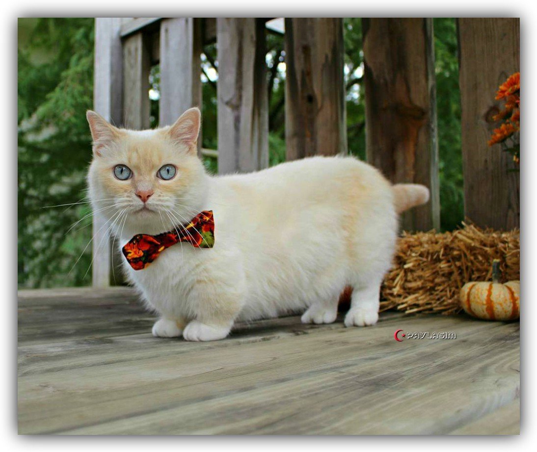 Коротколапые манчкины