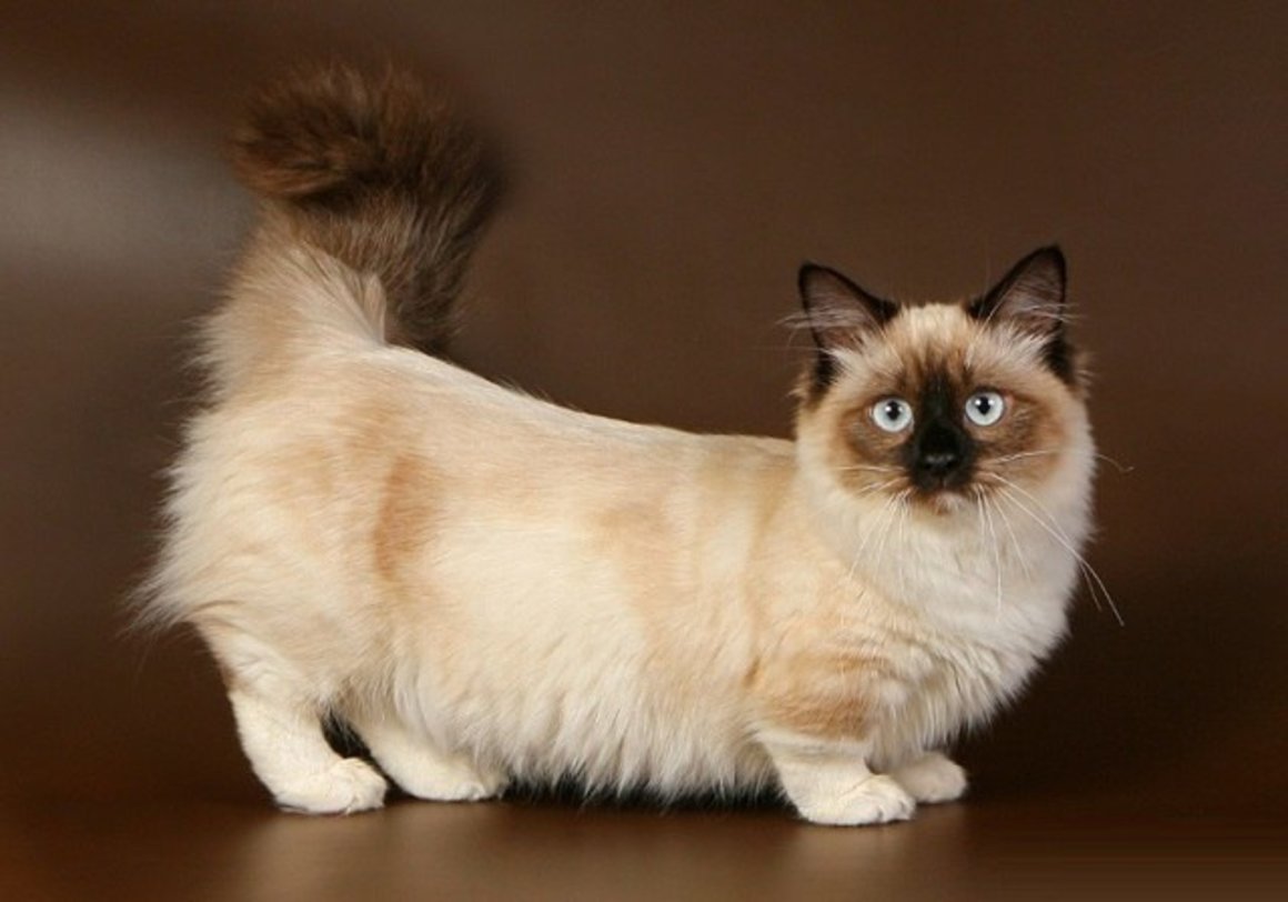 Кошка такса Манчкин