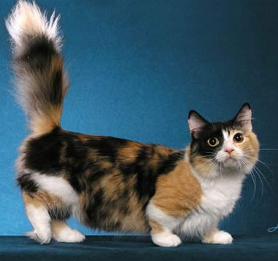 Манчкин (порода кошек)