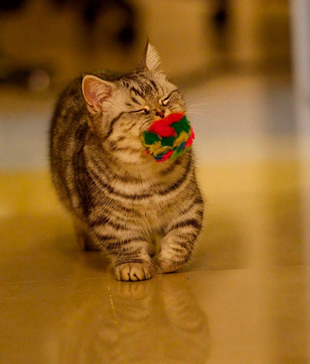 Кошки коротколапые манчкины