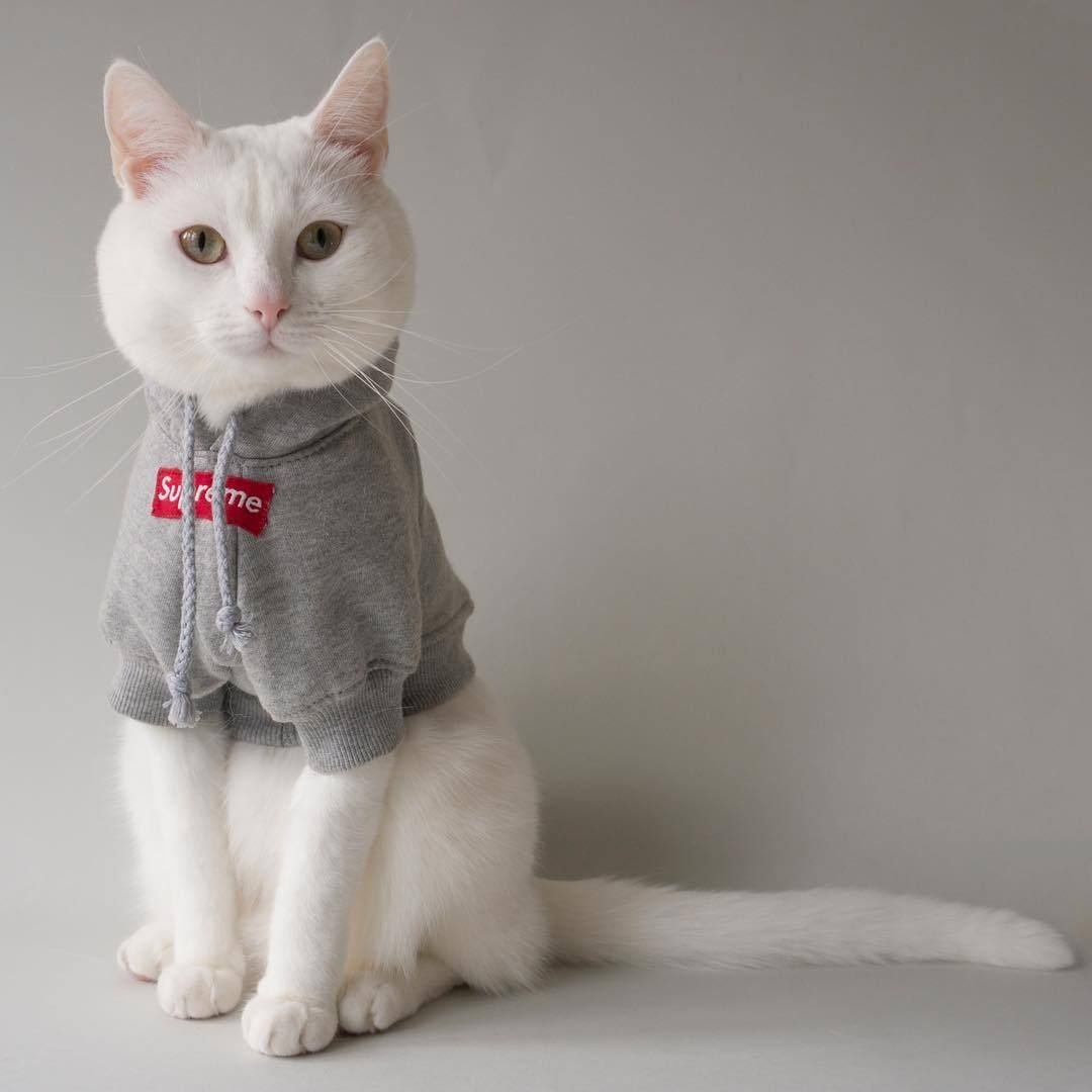 Референсы кошек