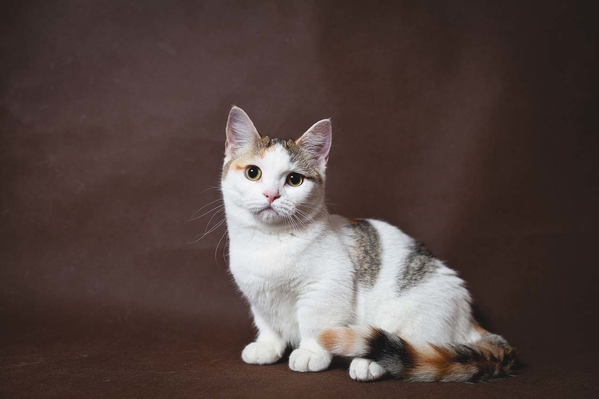 Манчкин кошка короткошерстная