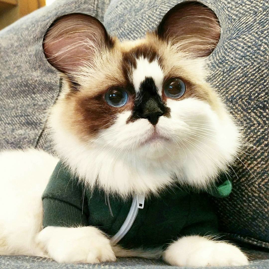 Кот Манчкин вислоухий