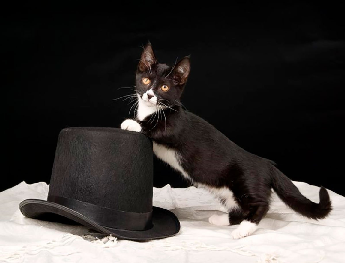 Коты Воители окрасы адопты