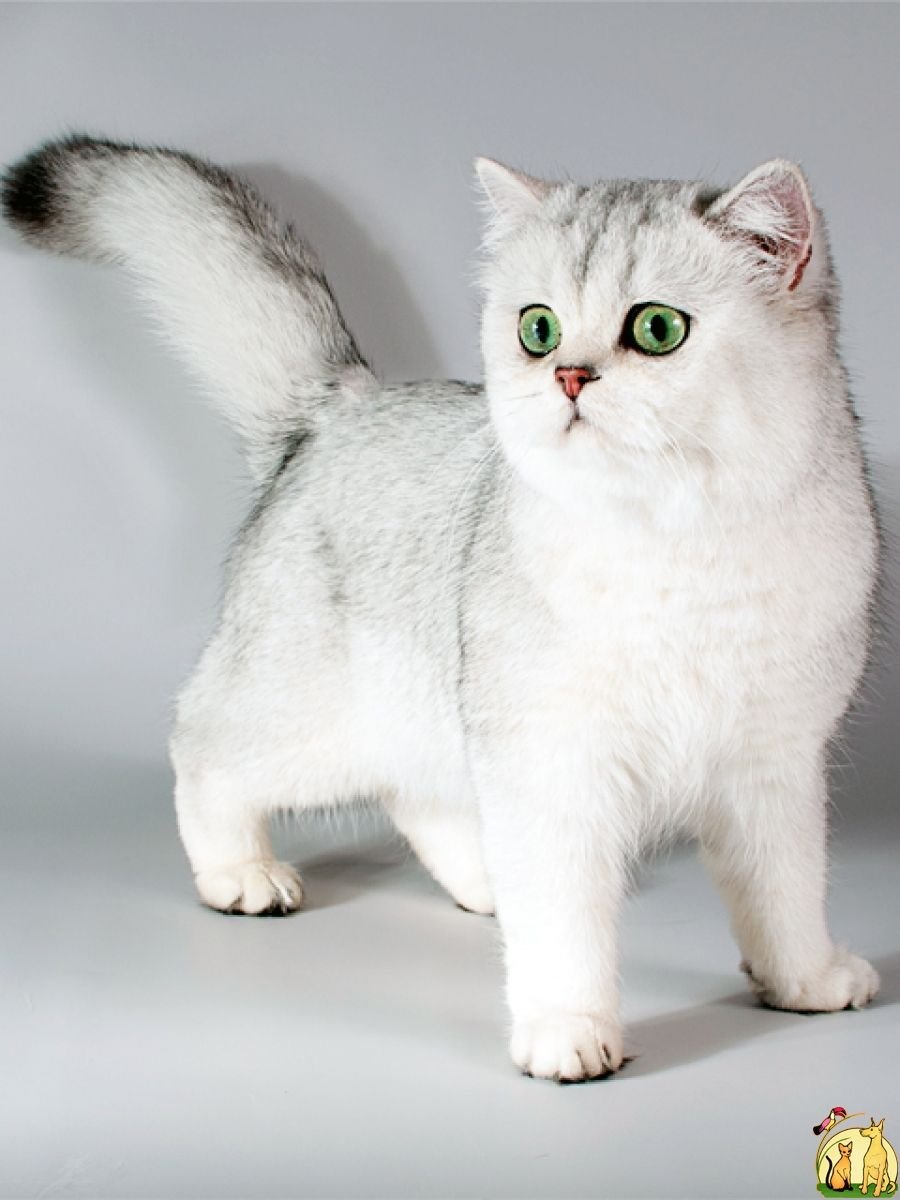 Манчкин кошка короткошерстная