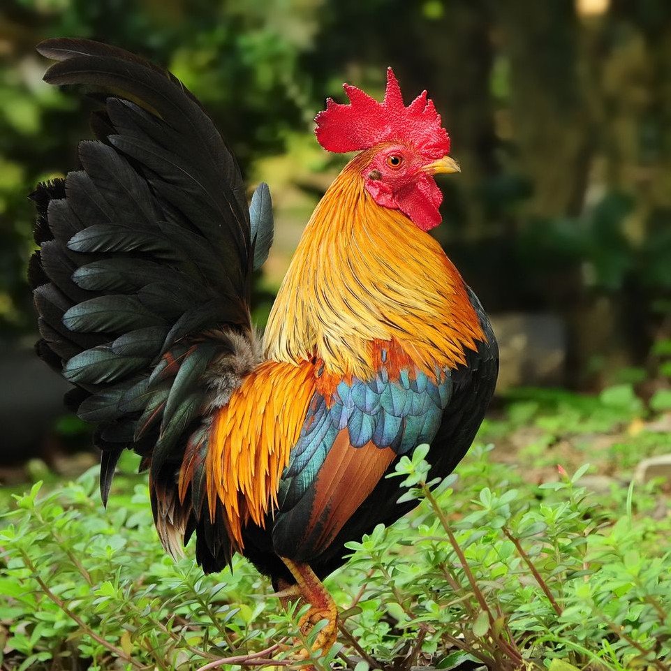Гибискус Bantam Rooster