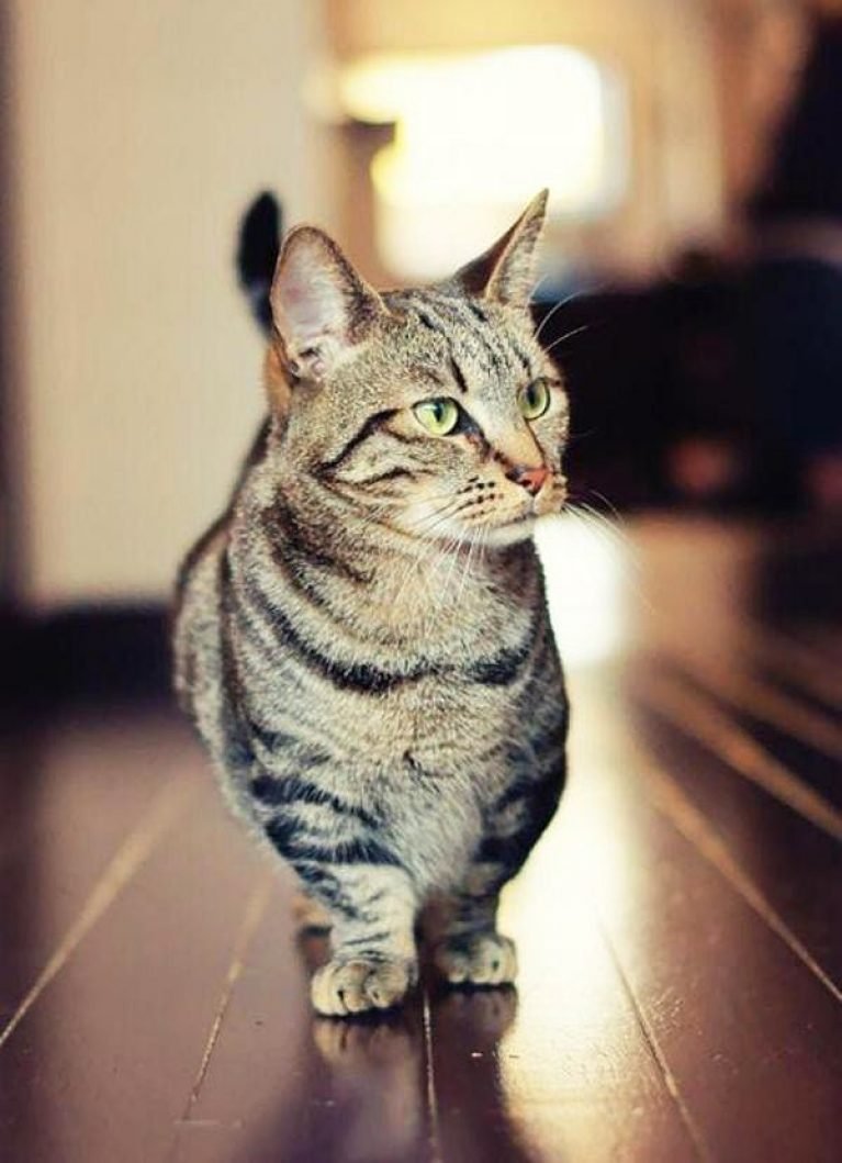 Манчкин (порода кошек)