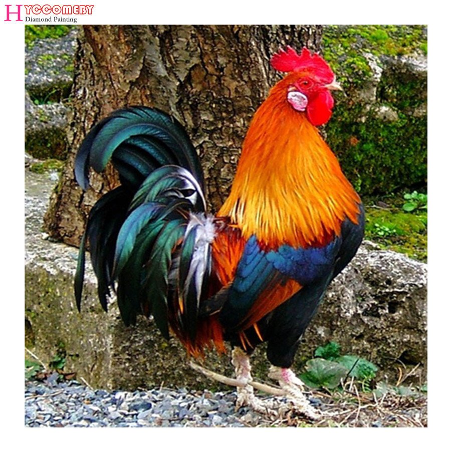 Красивый петух