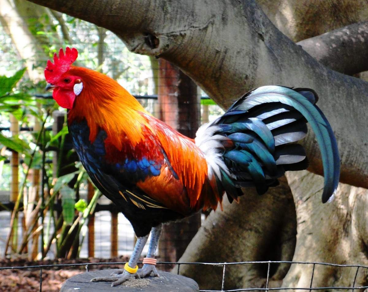 Банкивский петух