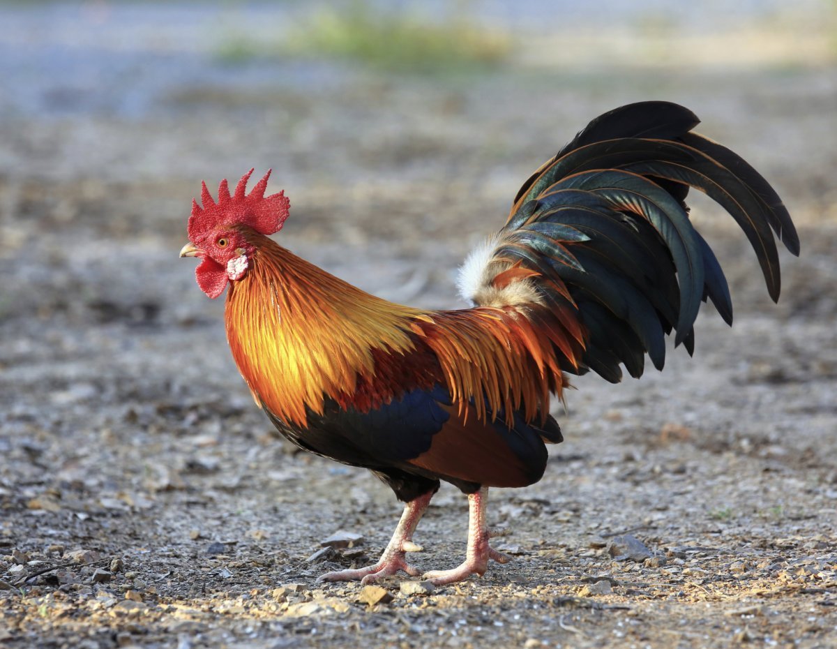 Петух со шпорами фото