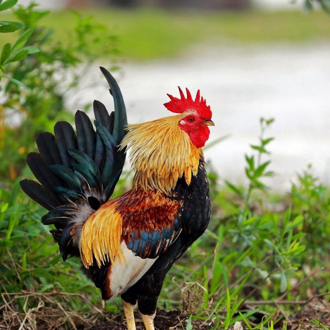 Андский скальный петушок