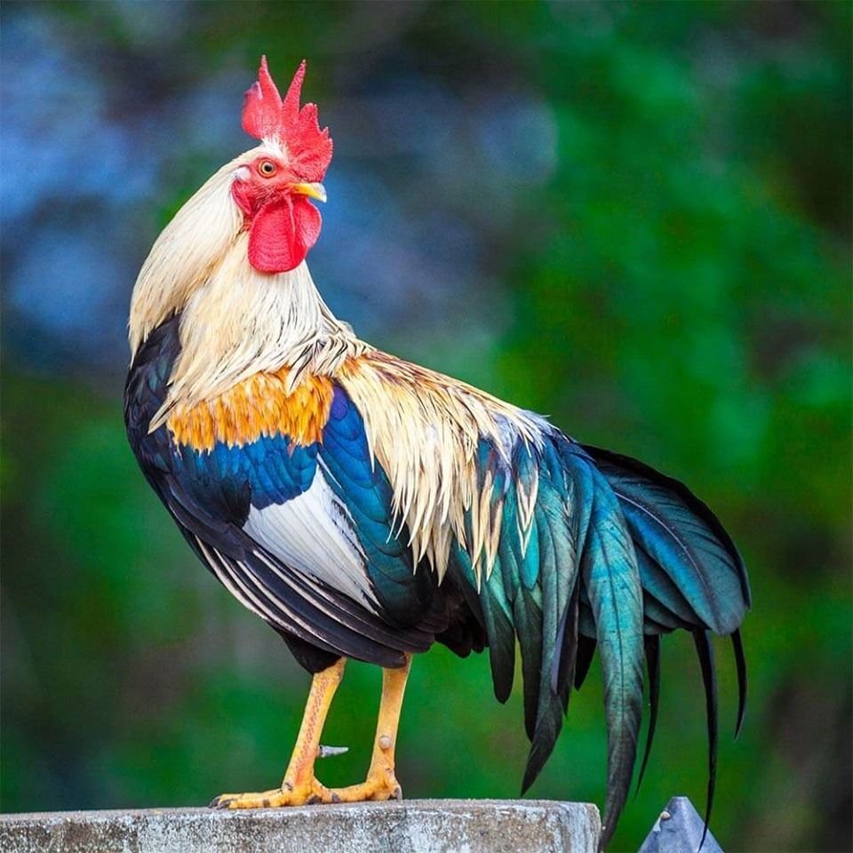 Петух с красивым хвостом