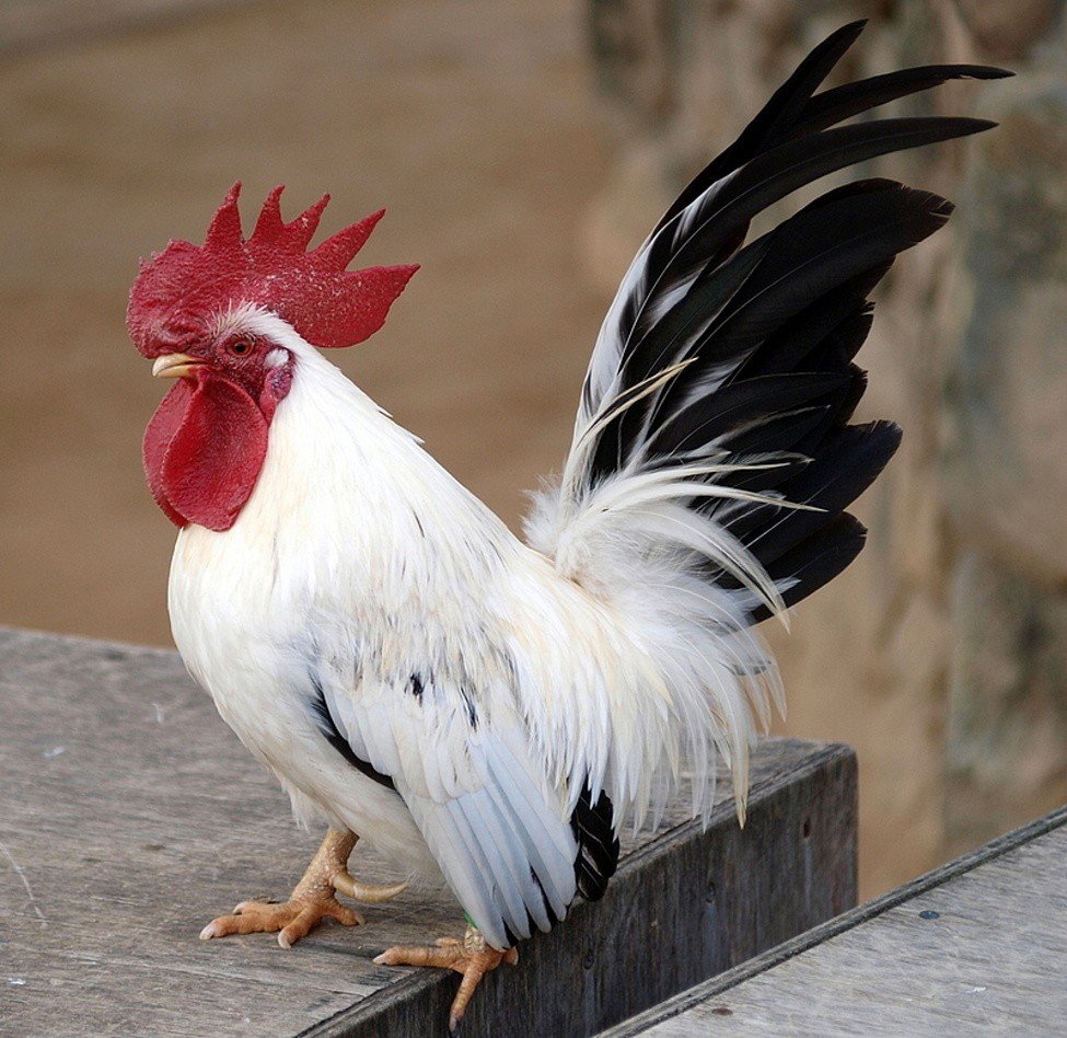 Японский белый петух