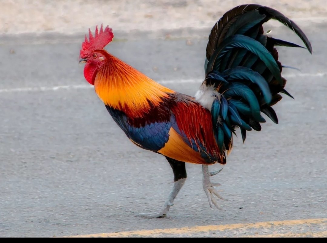 Карликовый петушок