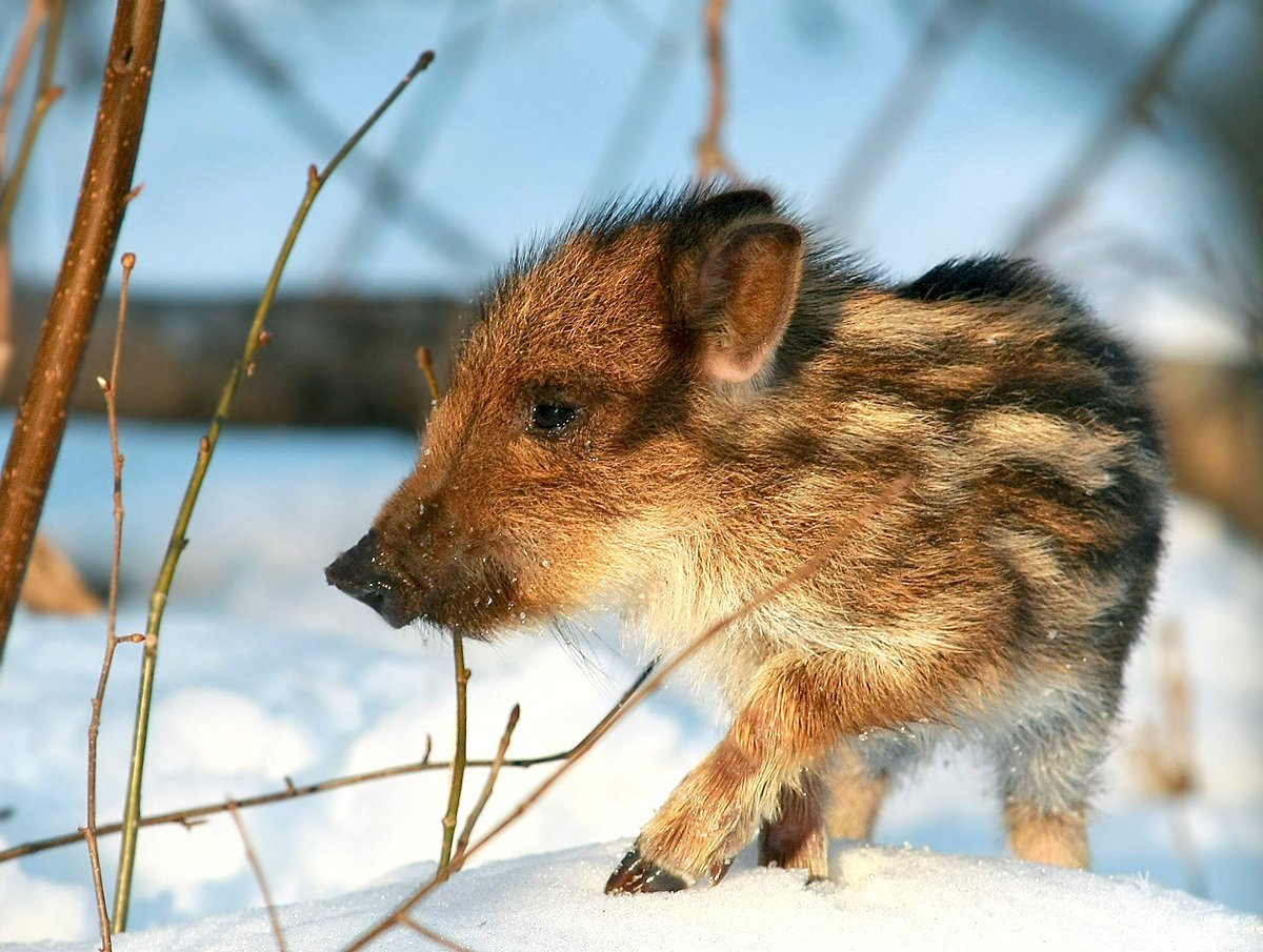 Дикие кабанята