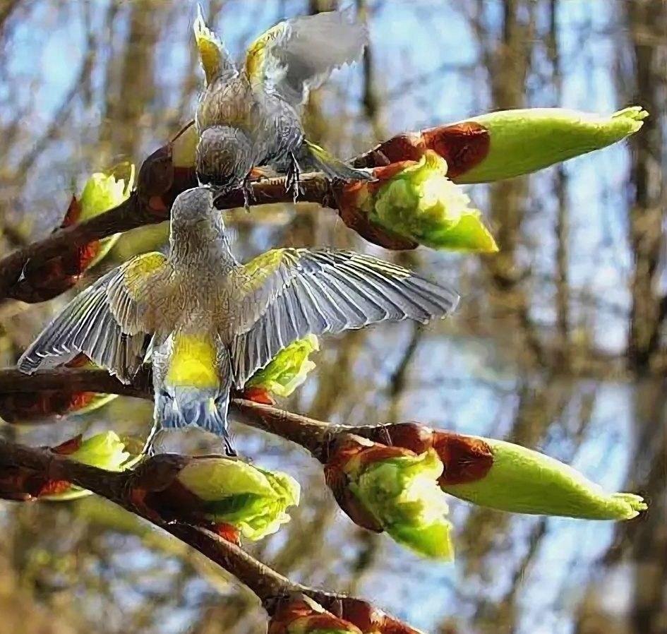 Самая первая птица весной. Птицы весной. Птицы ранней ве.