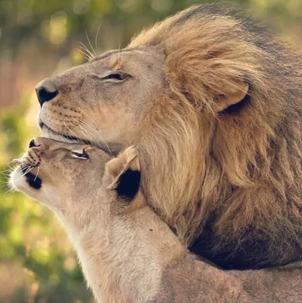 Лев и лошадь