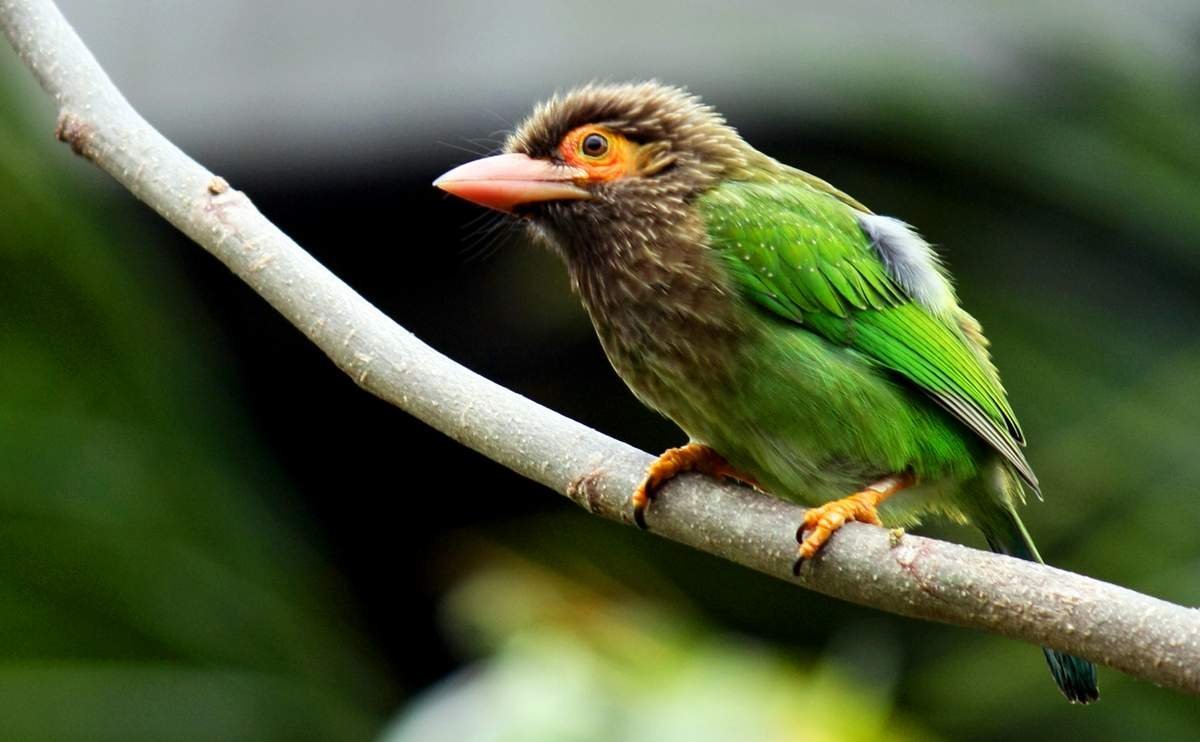 Барбет птица