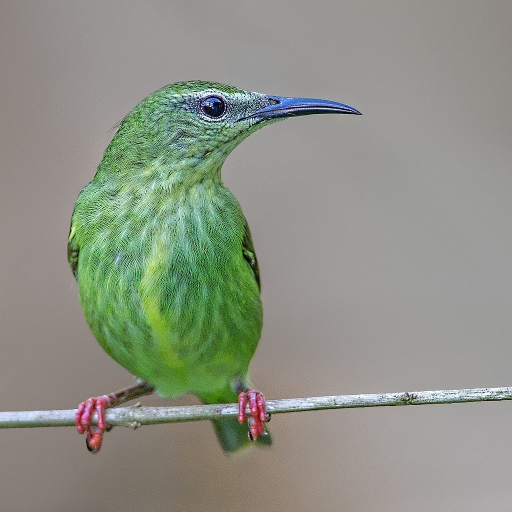 Танагра медосос
