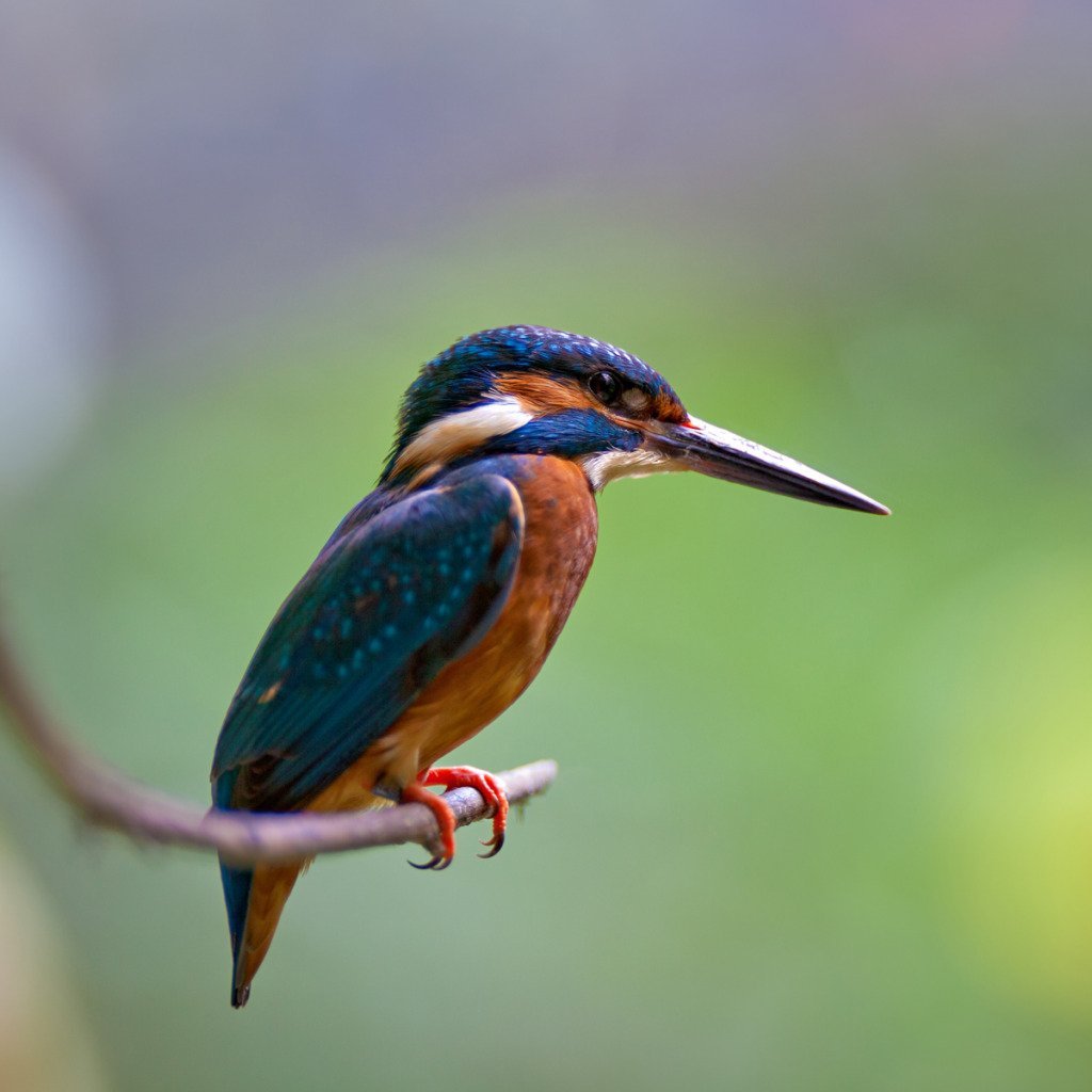 Опоясанный Пегий Зимородок