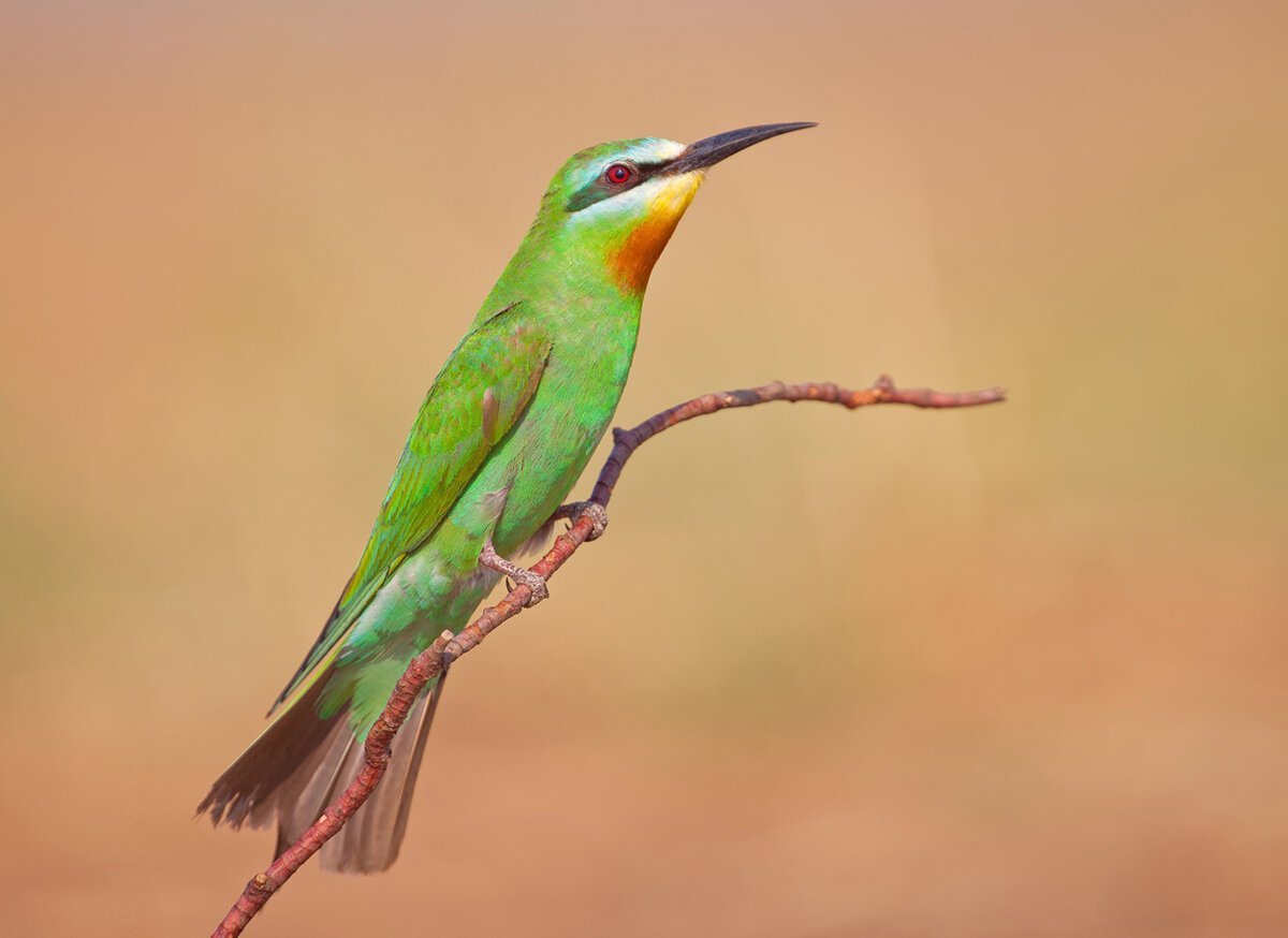 Зеленая щурка Перелетная